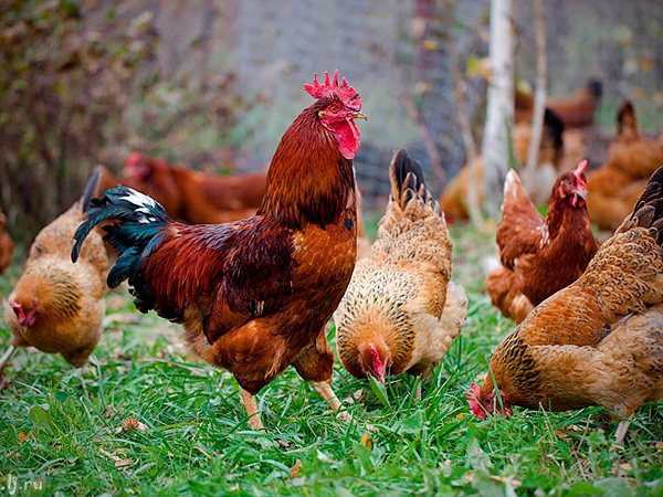 Породы куриц | ЗооТом - продажа, вязка и услуги для животных в Надежде