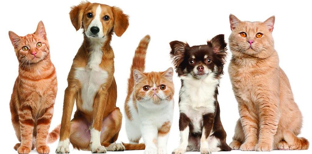 Доска объявлений о животных | ЗооТом - продажа, вязка и услуги для животных в Надежде