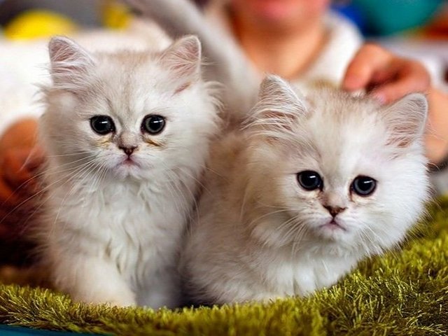 Породы кошек в Надежде | ЗооТом портал о животных
