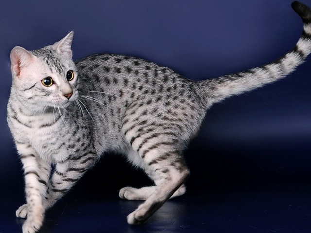 Породы кошек в Надежде | ЗооТом портал о животных