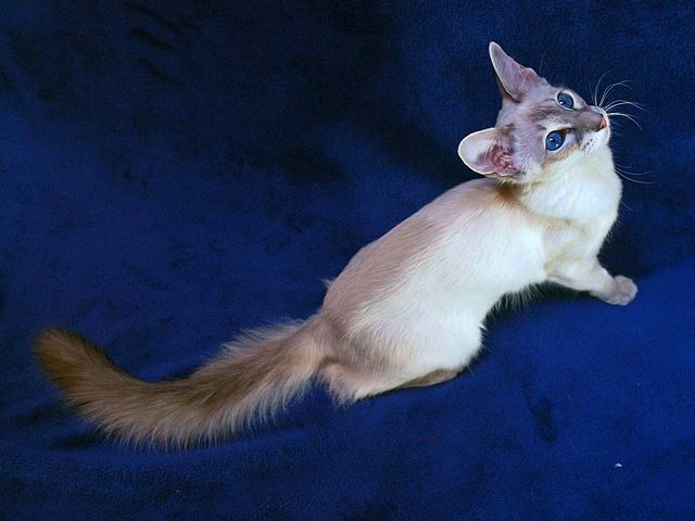 Выведенные породы кошек в Надежде | ЗооТом портал о животных