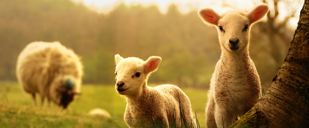 Объявления о сельскохозяйственных животных | ЗооТом - продажа, вязка и услуги для животных в Надежде