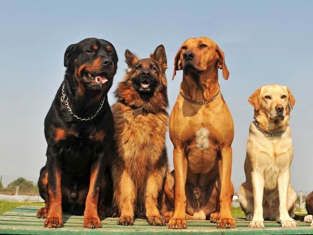 Крупные породы собак в Надежде | ЗооТом портал о животных